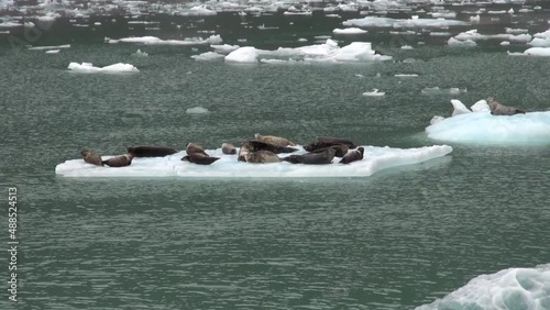 A group of seals laying on the iceberg in Tracy Arm, Alaska