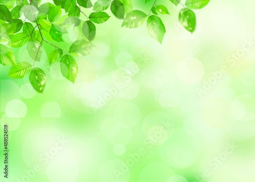 夏の美しい新緑とぼやけた緑のバックグラウンドのイラスト素材 
