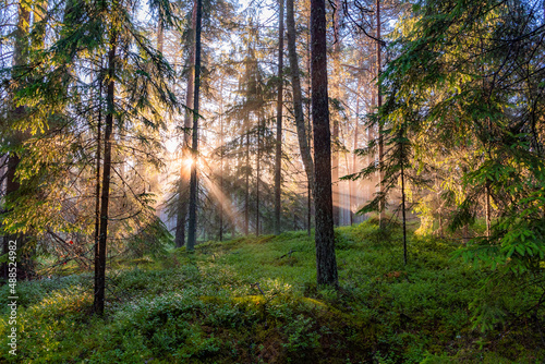 Fototapeta Naklejka Na Ścianę i Meble -  morning in the forest