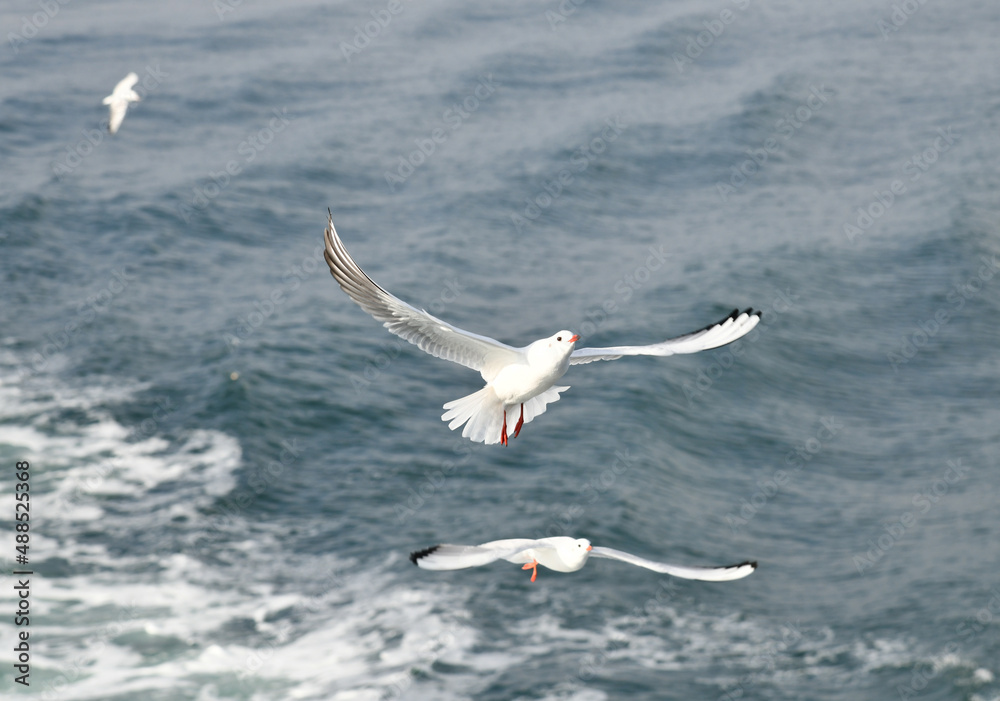 Obraz premium かもめ