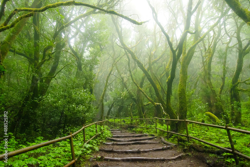 Mossy trees in the evergreen cloud forest of Garajonay National Park, La Gomera, Canary Islands, Spain. photo