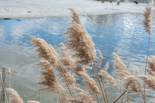 Panicle Phragmites australis in spring, in the wind, against the background of the sky reflected in the water. Selective focus