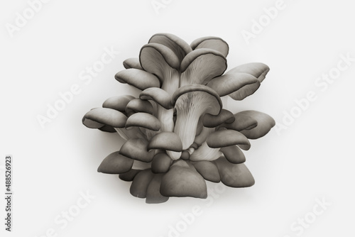 beautiful pleurotus tree mushrooms looking like a flower