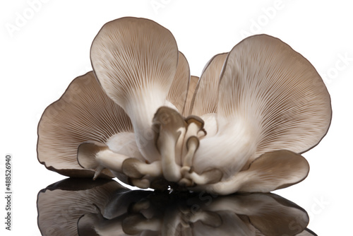 фотографія oyster fungus on white background promoting healthy lifestyle