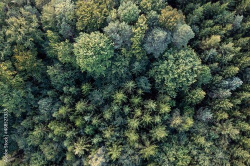 Aerial view of green canopies of mixed coniferous forest