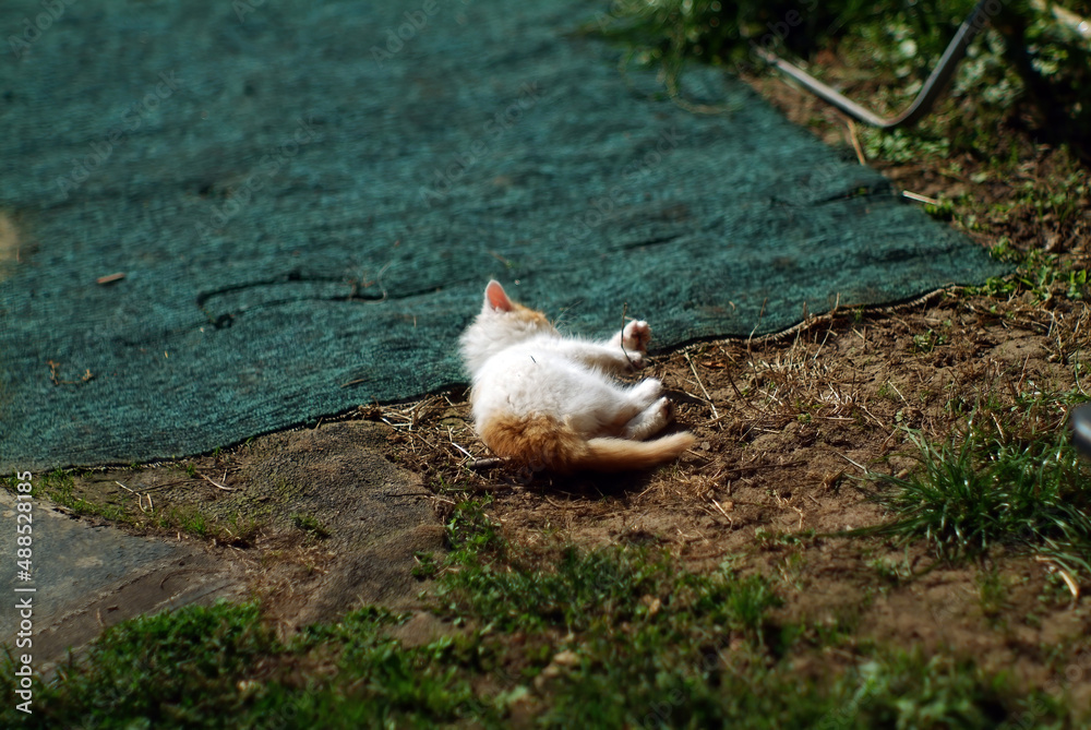 a small fluffy kitten lies on the ground