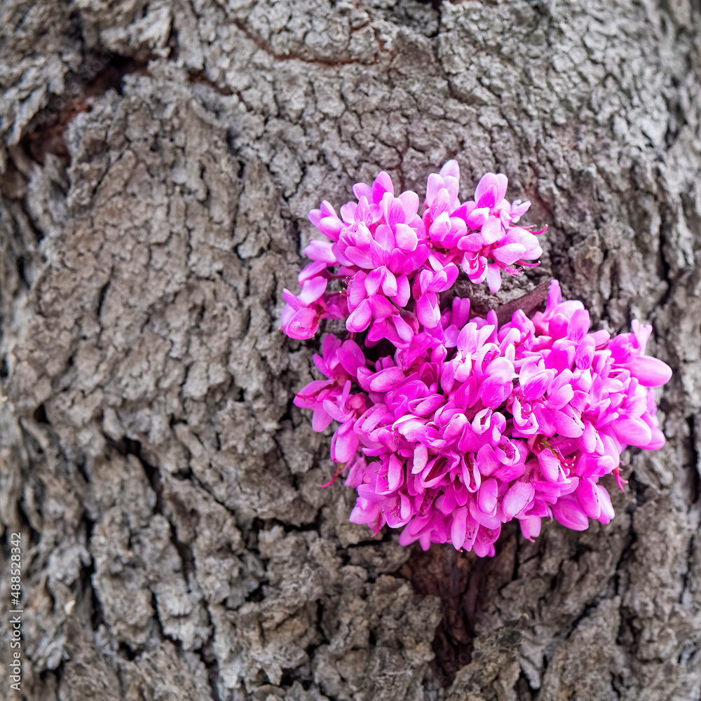 Obraz premium vivid lilac flowers bunch on tree trunk as a natural background
