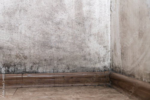 Slika na platnu Black mold in the corner of the room wall, close-up, copy space