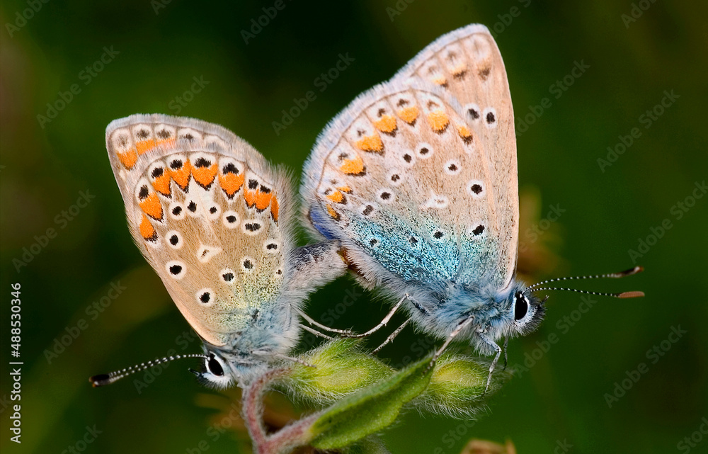 Gossamer-Winged Butterfly, Lycaenidae, Sierra de Guadarrama National Park, Segovia, Castilla y León, Spain, Europe Gossamer-Winged Butterfly, Lycaenidae, Sierra de Guadarrama National Park, Segovia, Castilla y León, Spain, Europe