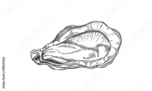 Delicious oyster in shell, marine life element in sketch style, vector illustration isolated on white background.
