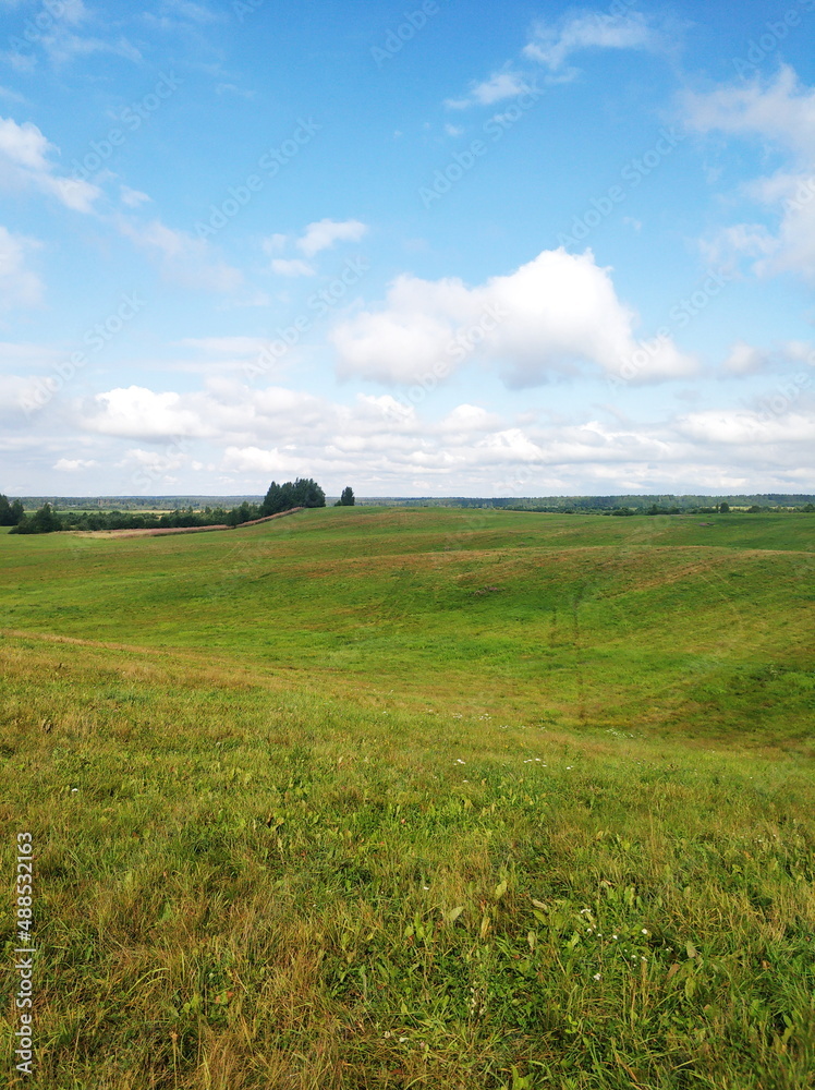 Meadow on a summer day