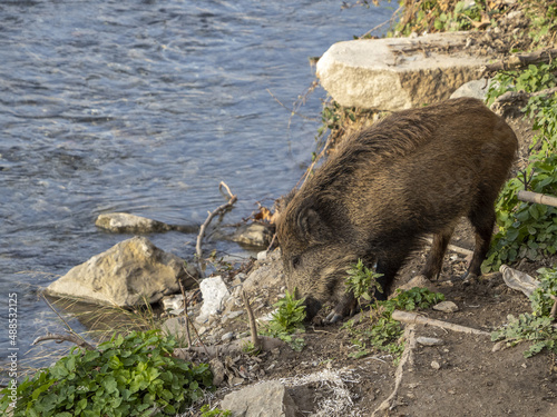 swine fever wild boar in Genoa town Bisagno river urban wildlife looking for food in garbage photo