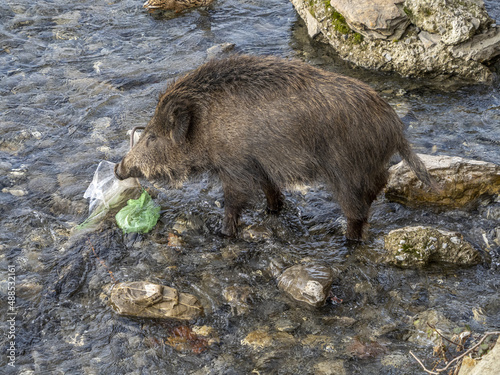 swine fever wild boar in Genoa town Bisagno river urban wildlife looking for food in garbage photo