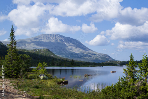 fjords and mountains norway sea flowers sunny weather