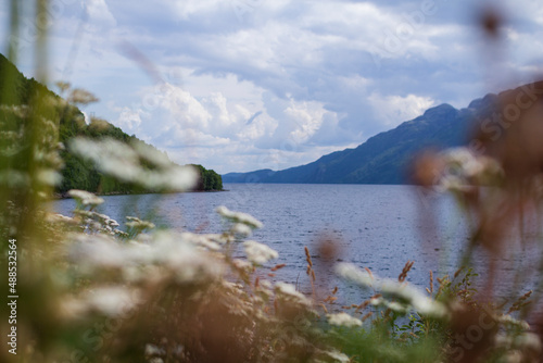 fjords and mountains norway sea flowers sunny weather