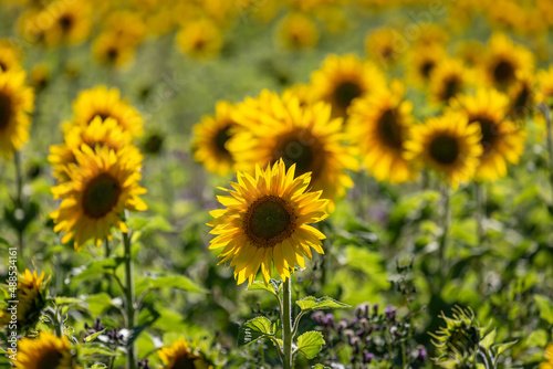 A field of sunflowers in Sussex  with a shallow depth of field