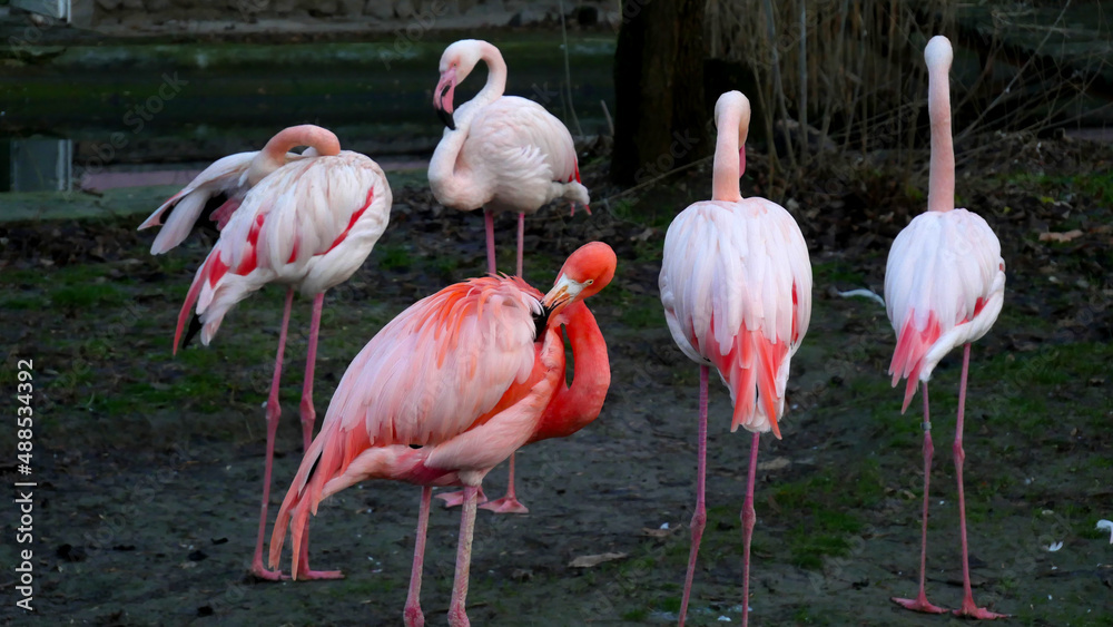 Flamingos that are filmed at the zoo Flamingos that are filmed at the zoo