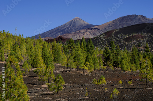 El Teide y pino, Viladlor photo