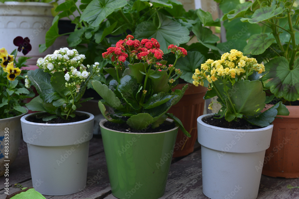 Summer still life with beautiful flowers in pots outside in the garden. Vintage botanical background with plants, home hobby still life with gardening objects and nature. Summer still life with beautiful flowers in pots outside in the garden. Vintage botanical background with plants, home hobby still life with gardening objects and nature.