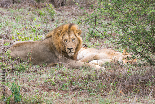 A couple of lions in the wild. Kruger National Park. South Africa. Wildlife safari 