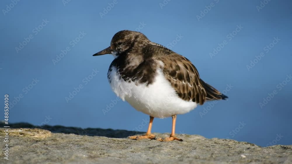 Turnstones are two bird species that comprise the genus Arenaria in the family Scolopacidae. They are closely related to calidrid sandpipers and might be considered members of the tribe Calidriini Turnstones are two bird species that comprise the genus Arenaria in the family Scolopacidae. They are closely related to calidrid sandpipers and might be considered members of the tribe Calidriini