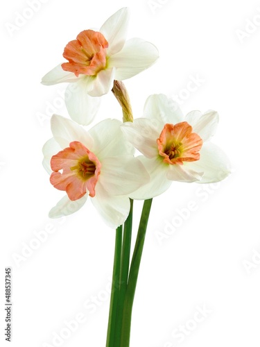 white and orange fragrant daffodils 