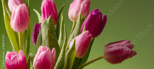 pink tulips with drops of water on green background