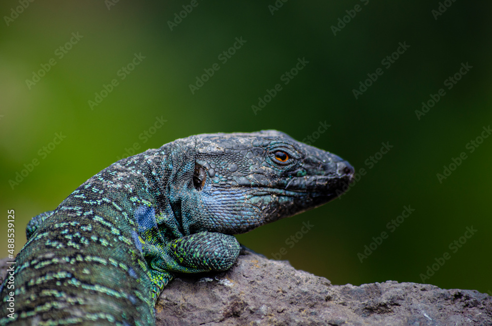 Fototapeta premium Lagarto tizón
