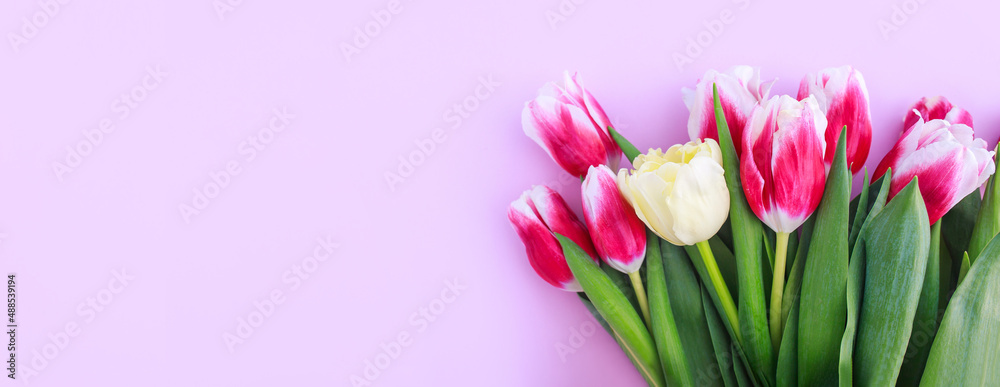 colorful tulips on a pink background with space for text
colorful tulips on a pink background with space for text