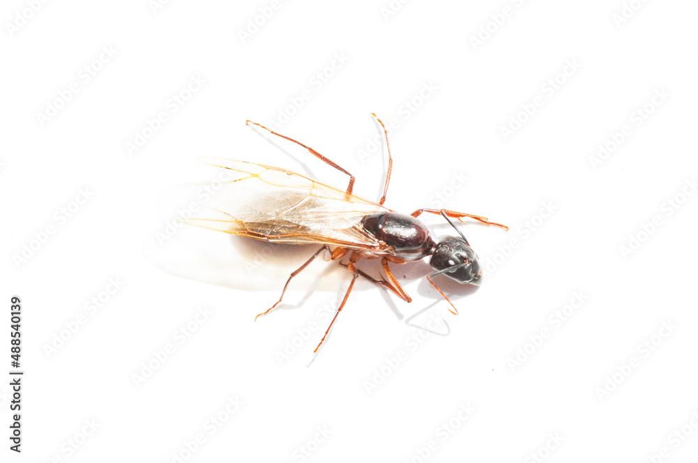 giant ant on white background giant ant on white background