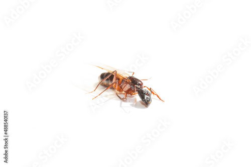 giant ant on white background