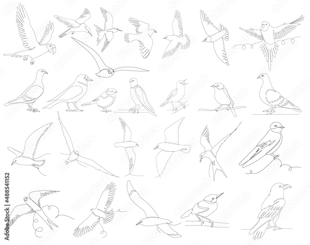 birds set one line drawing, outline, vector