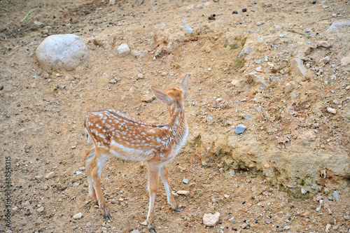 Sika deer standing on the ground