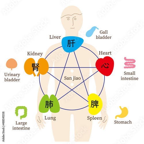 五行と五臓六腑、人のからだ、英語