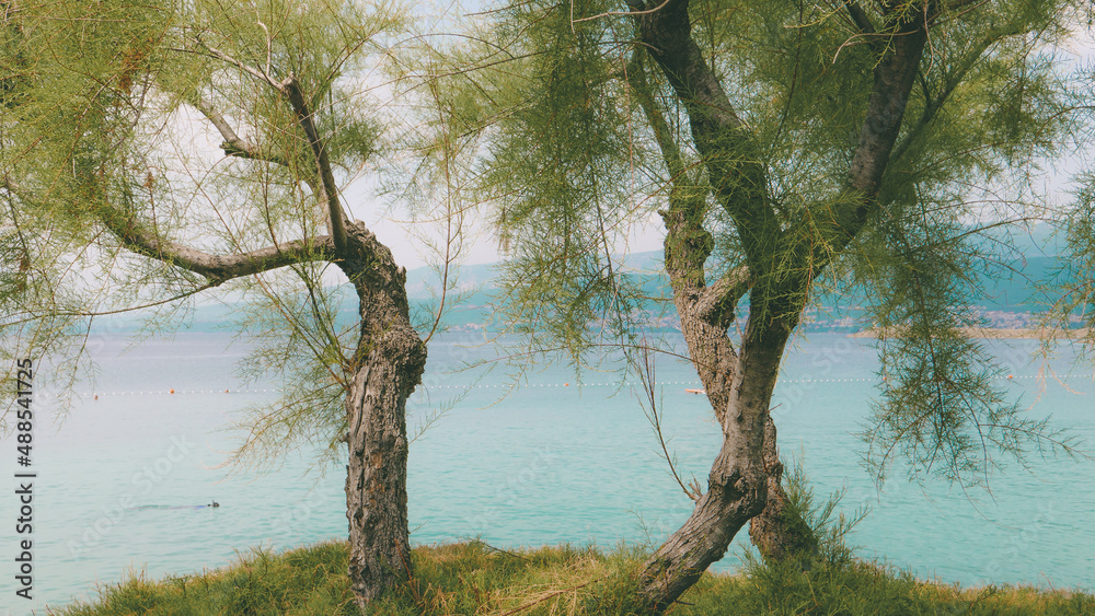 Trees on island of Krk in croatian Kvarner bay Trees on island of Krk in croatian Kvarner bay