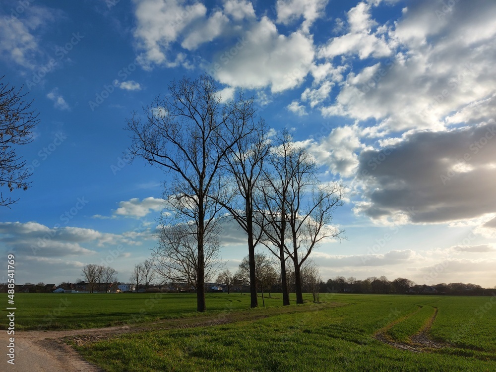 Frühlingslandschaft mit Laubbäumen. Die Zweige des Baumes belaubt. Die Früchte blühen mit schönen kleinen Blüten. Bienen freuen sich über Blütenstaub. Sie bestäuben Blumen und machen Honig. 