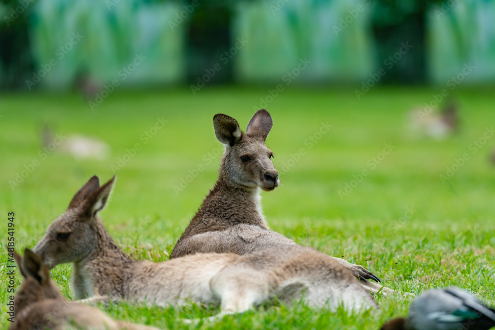 Fototapeta premium kangaroo in the grass