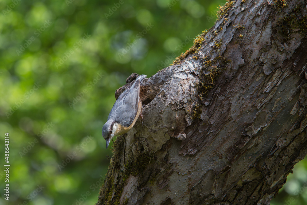 Kleiber am Eingang zur Bruthöhle im Apfelbaum bei der Fütterung
Kleiber am Eingang zur Bruthöhle im Apfelbaum bei der Fütterung