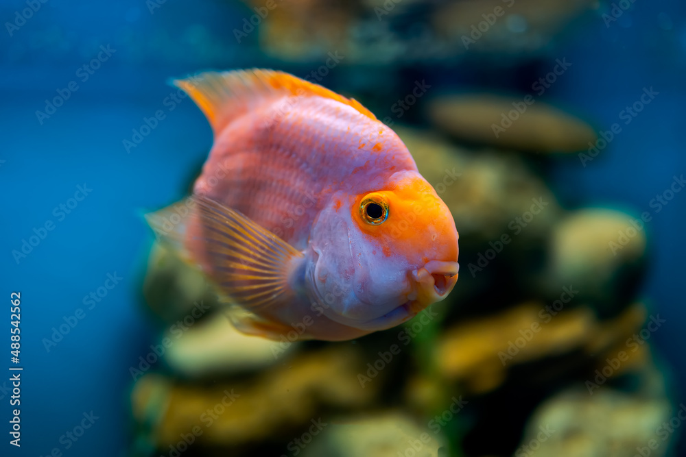 tropical fish in the aquarium swims behind the stem of the aquarium tropical fish in the aquarium swims behind the stem of the aquarium
