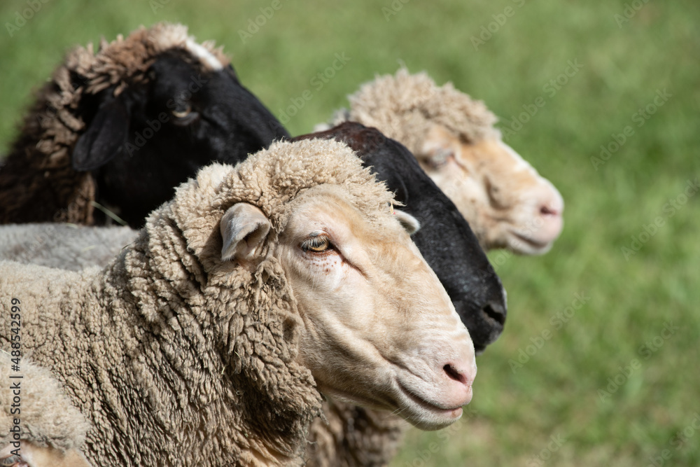 sheep in the field sheep in the field