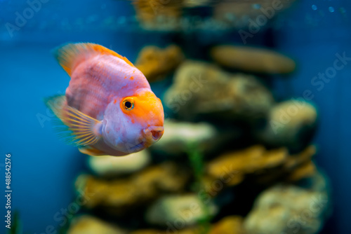 tropical fish in the aquarium swims behind the stem of the aquarium