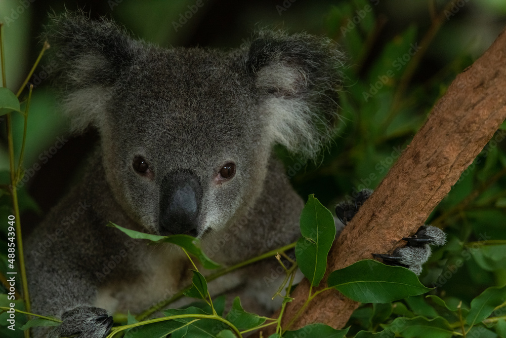 Obraz premium koala in a tree