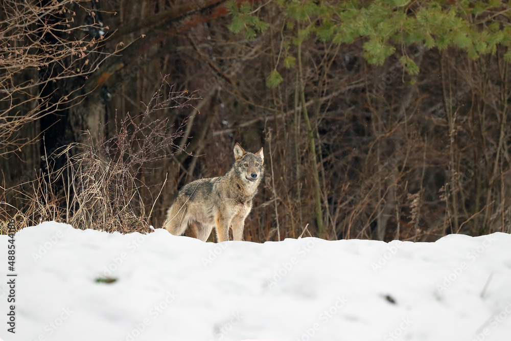 Obraz premium The grey wolf or gray wolf (Canis lupus) emerges from the forest in heavy snowfall. A big Carpathian wolves rises on a meadow. European wolf in winter.