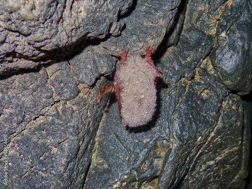 Hibernating bat in the caves of the Krasnoyarsk Territory Russia.