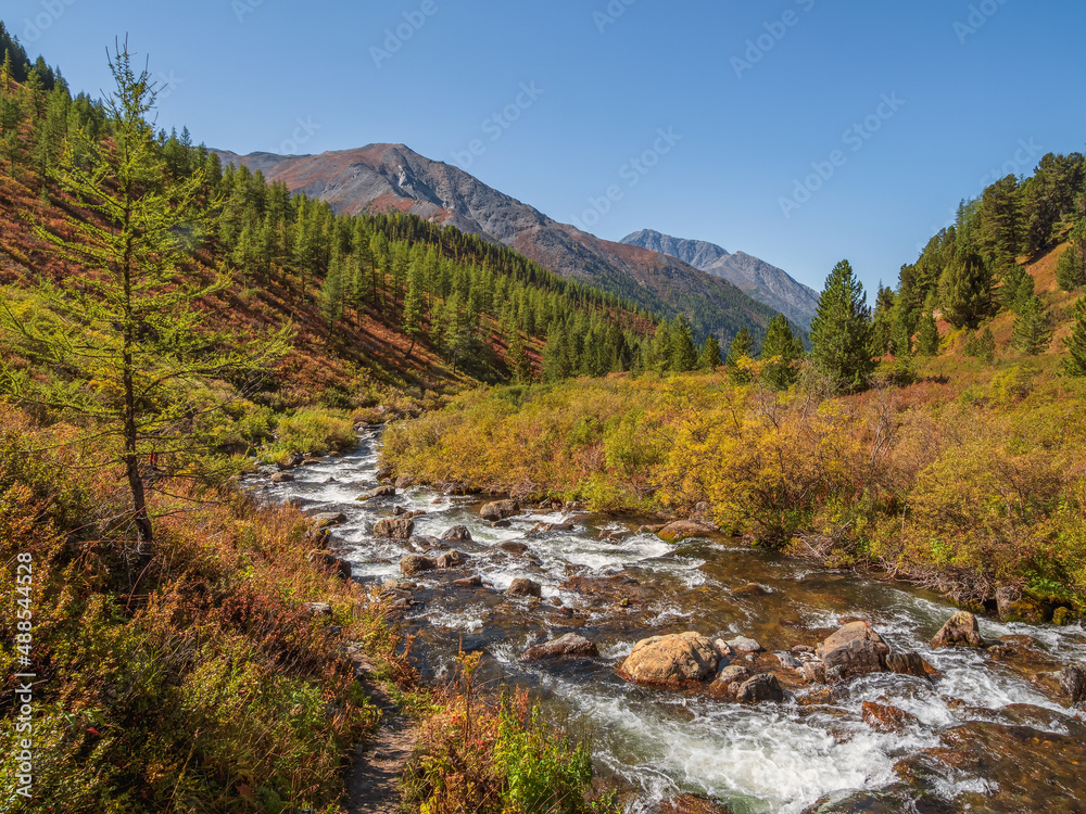 Scenic alpine landscape with a mountain river in a mountain cedar valley in the bright midday sun. Bright alpine autumn landscapes with a beautiful river on a sunny day.