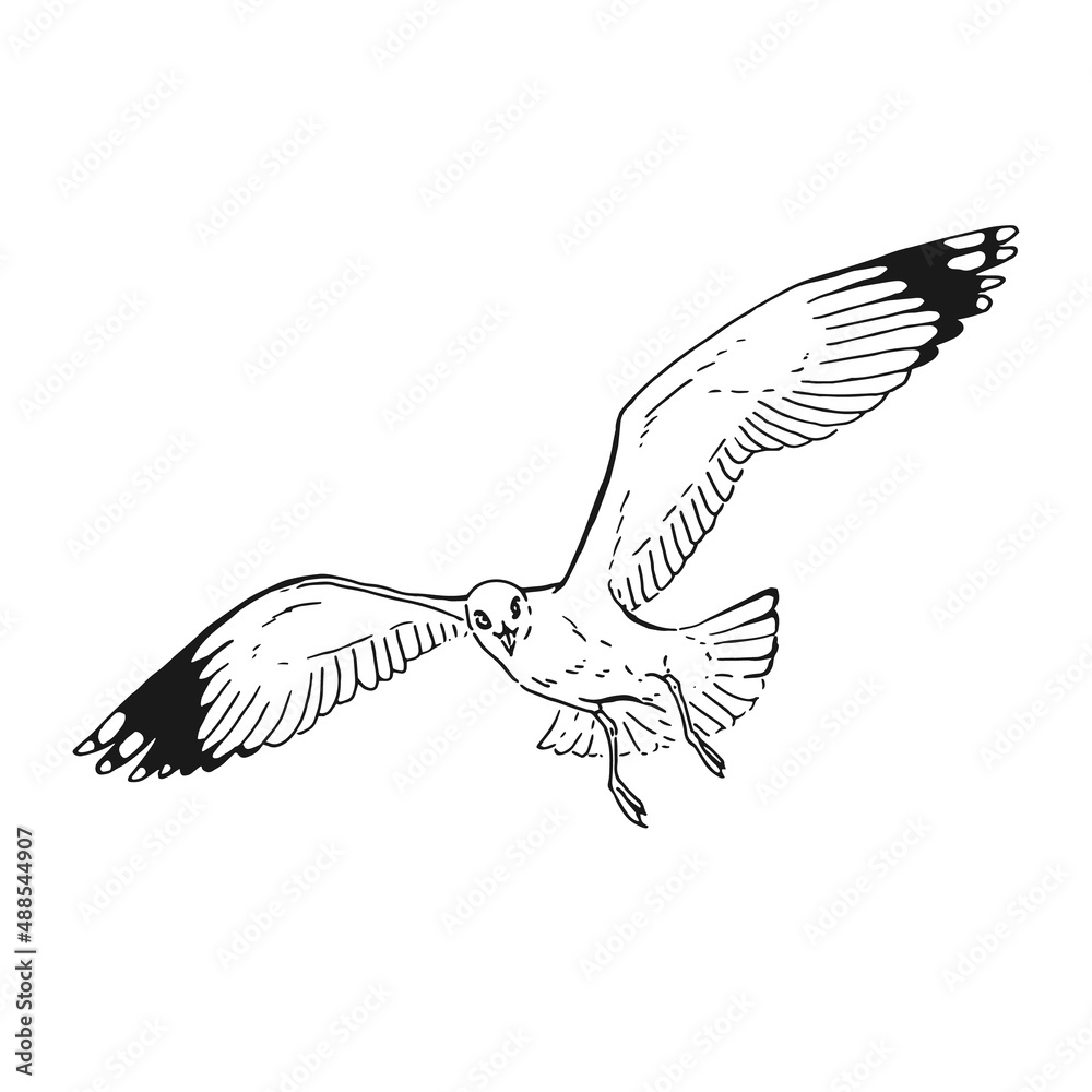 Fototapeta premium Sketch of flying seagulls. Hand drawn illustration converted to vector. Line art style isolated on white background.