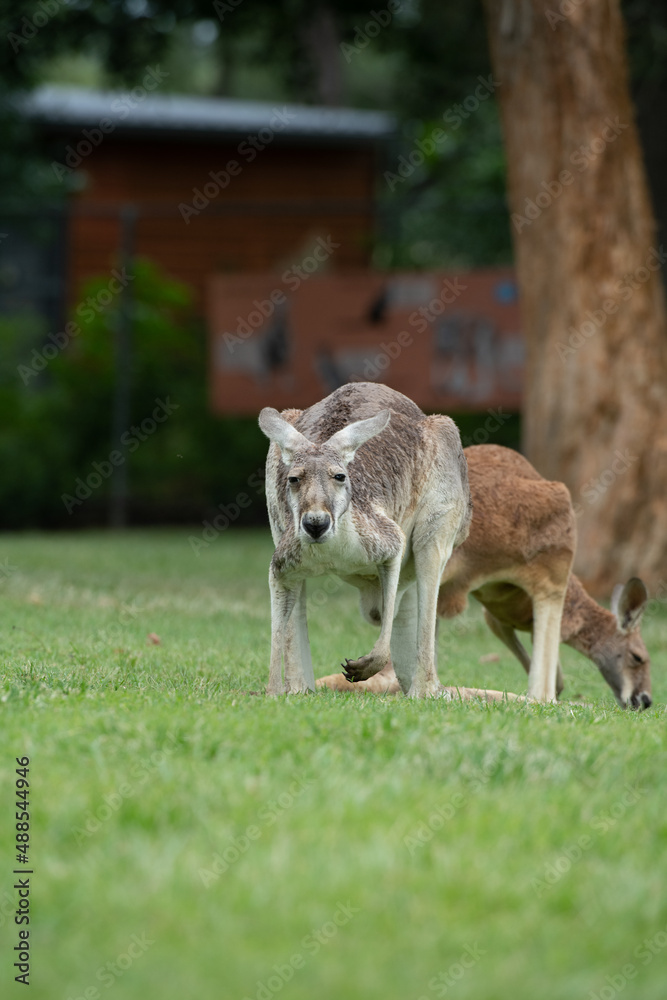 kangaroo in the grass