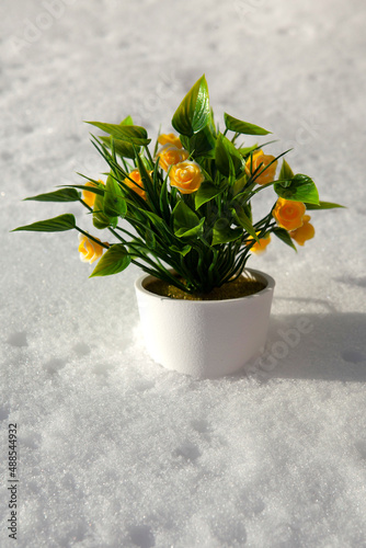 Yellow house flowers on white snow. The beginning of spring