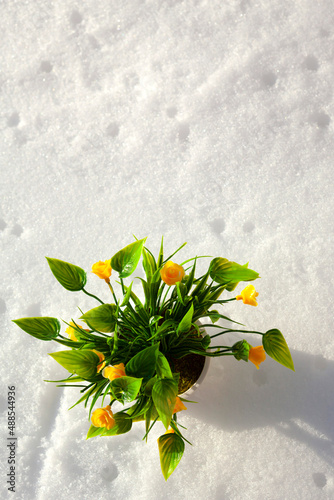 Yellow house flowers on white snow. The beginning of spring