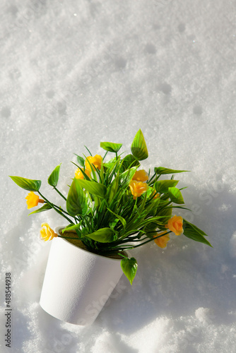 Yellow house flowers on white snow. The beginning of spring